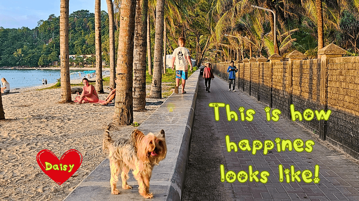 Happy Yorkshire Terrier Daisy walking on a Phuket Thailand beach promenade – international travel with pets.
