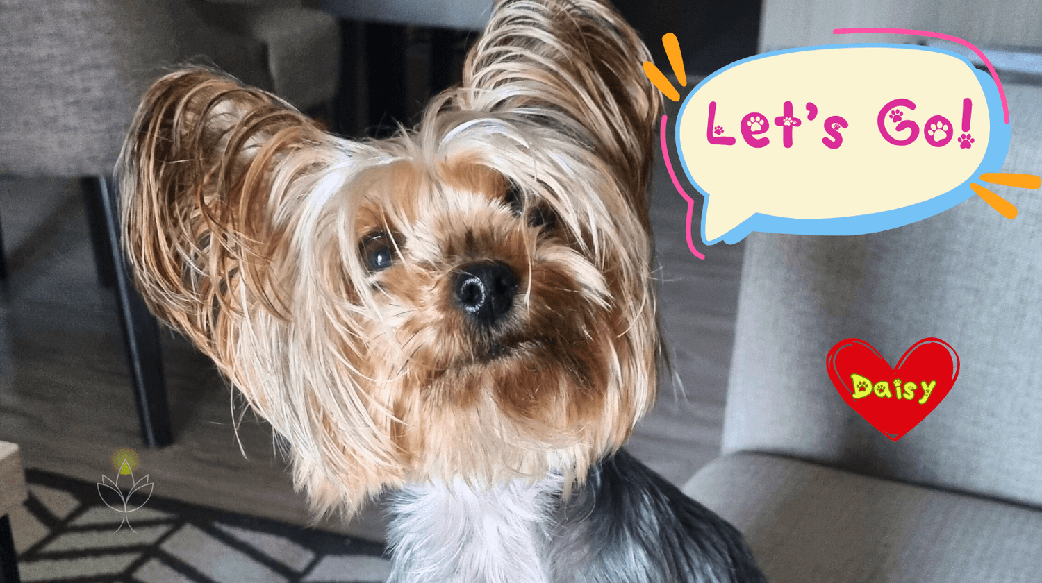 Cute Yorkie Daisy ready for takeoff – best tips for flying with dogs in cabin.