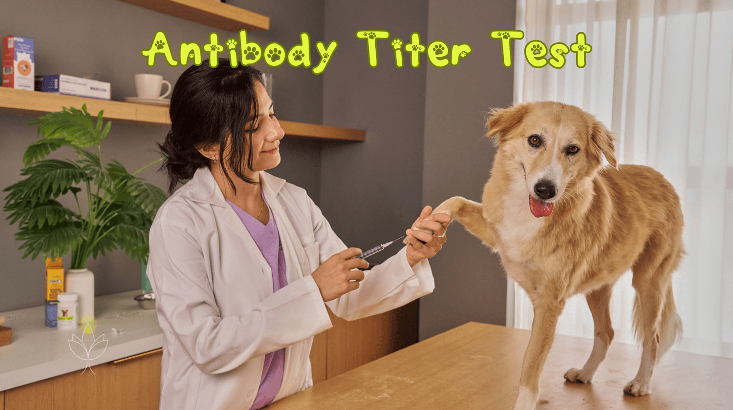 Veterinarian performing antibody titer test on a dog – recommended blood test for international pet travel and rabies protection.