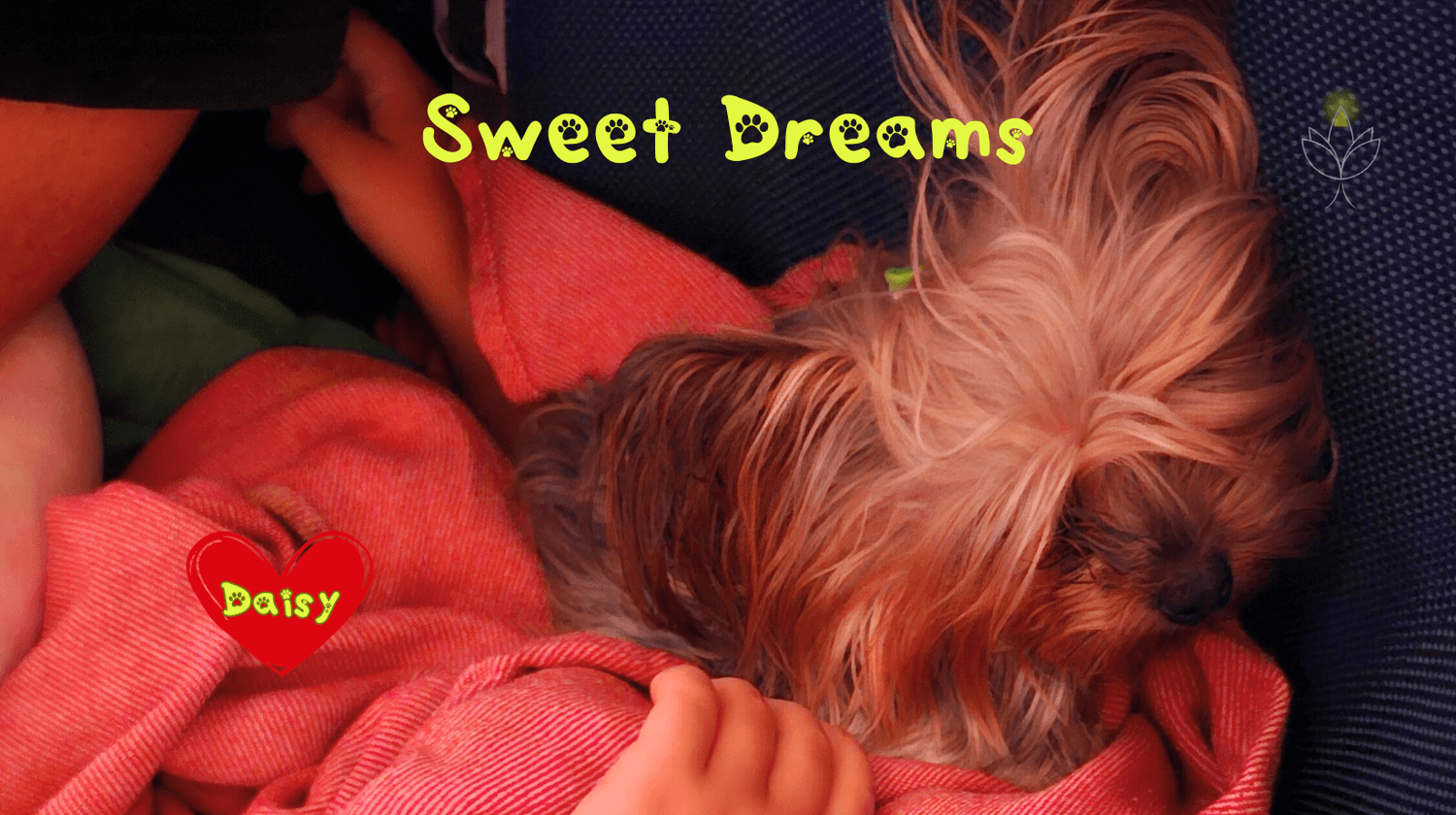 Yorkshire Terrier Daisy sleeping peacefully on a plane – flying with a dog internationally.
