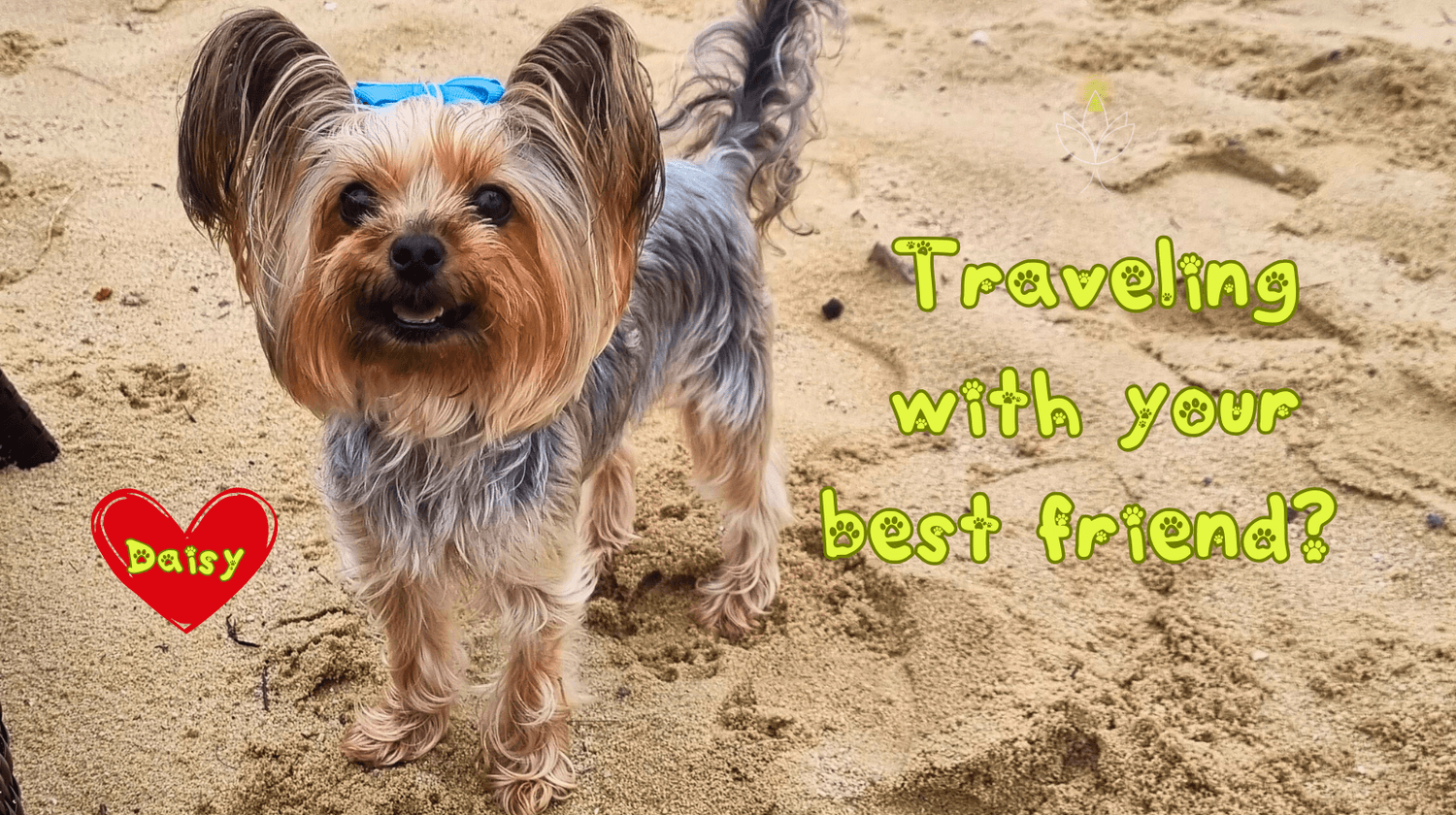 Yorkshire Terrier Daisy on the beach – traveling abroad with your best friend, small dog.