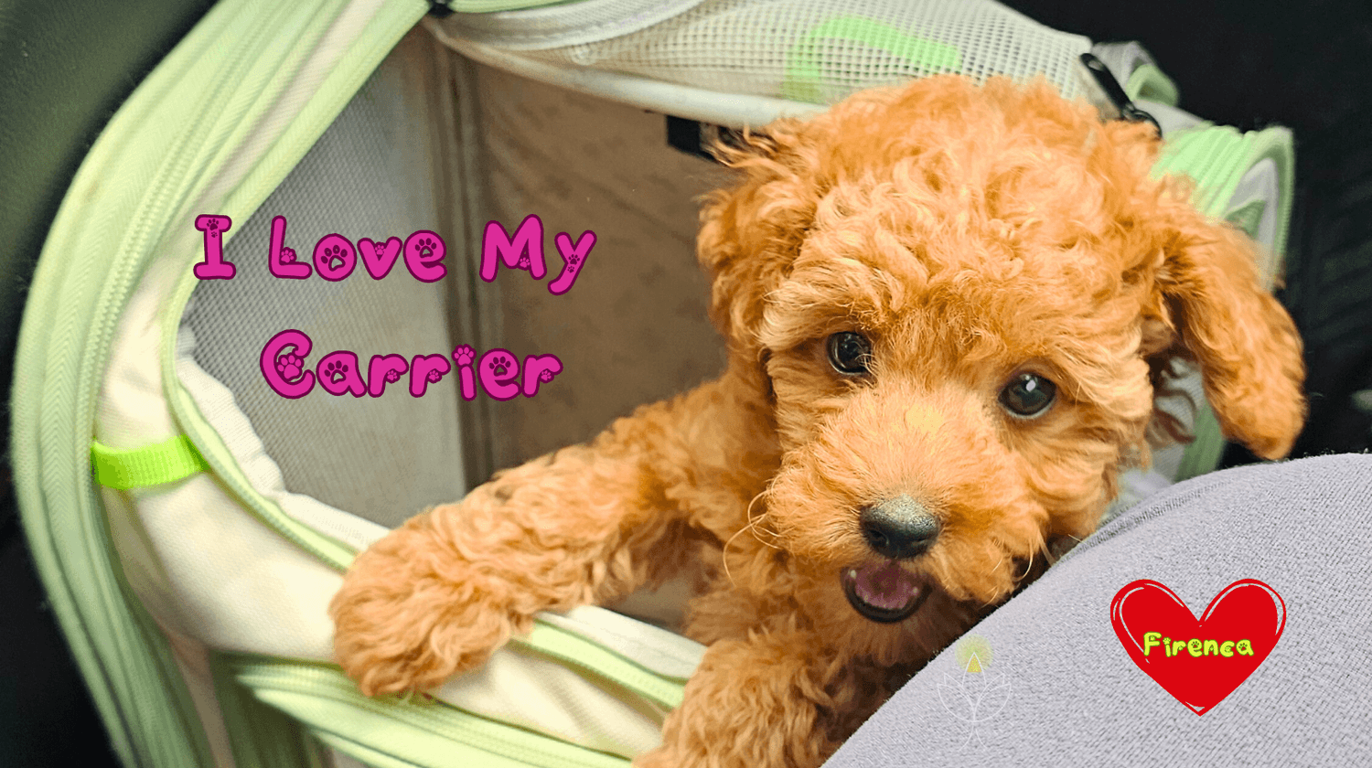 Small puppy in a soft travel carrier – best dog carriers for cabin flights.