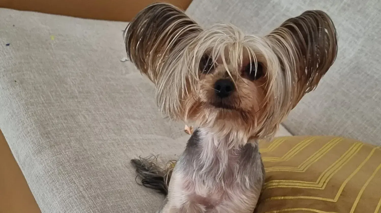 Small Yorkshire Terrier sitting on a sofa — life in Dubai with pets and adapting furry friends to a new home.