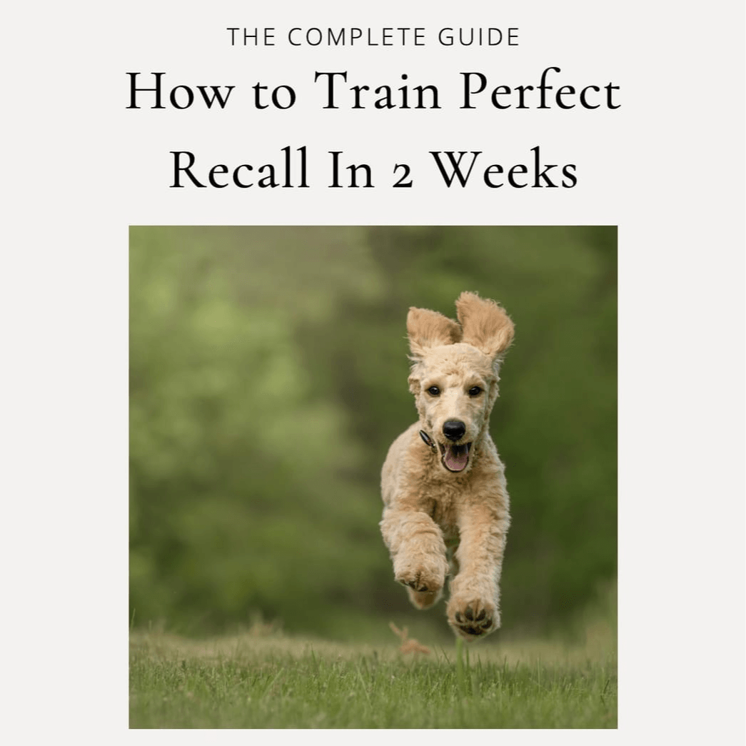 How To Train Recall In Just 2 Weeks Guide🐾 £29