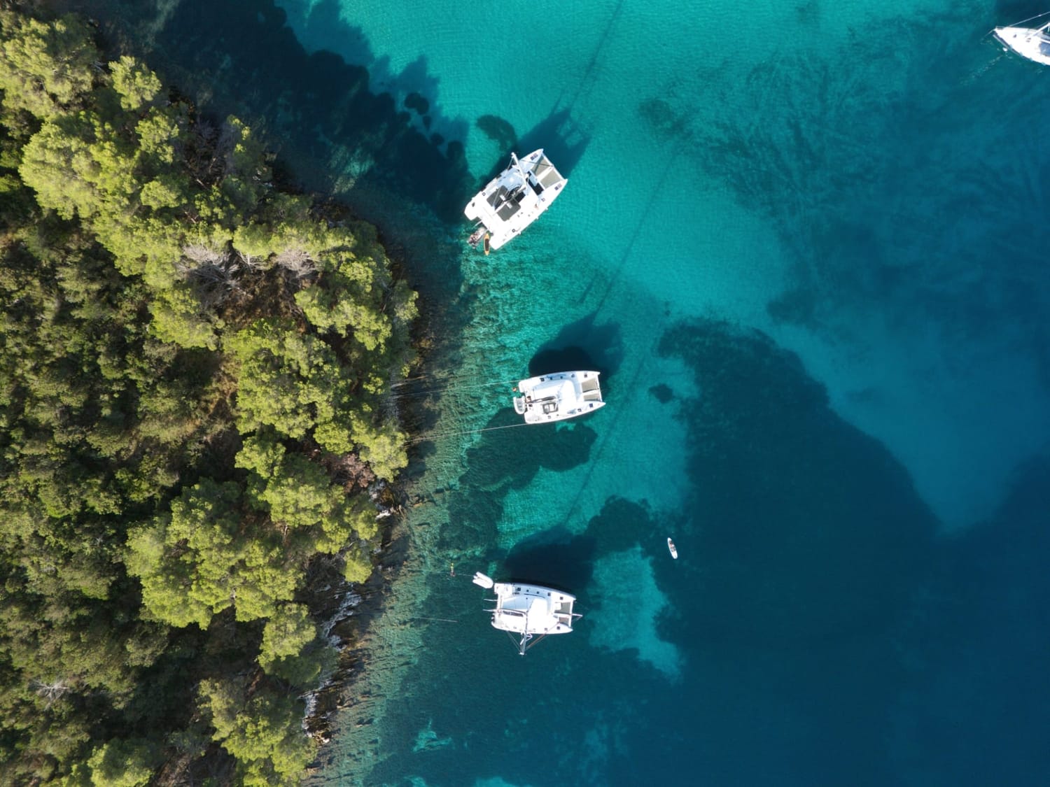 Catamarans anchored in a turquoise bay beside a pine forest