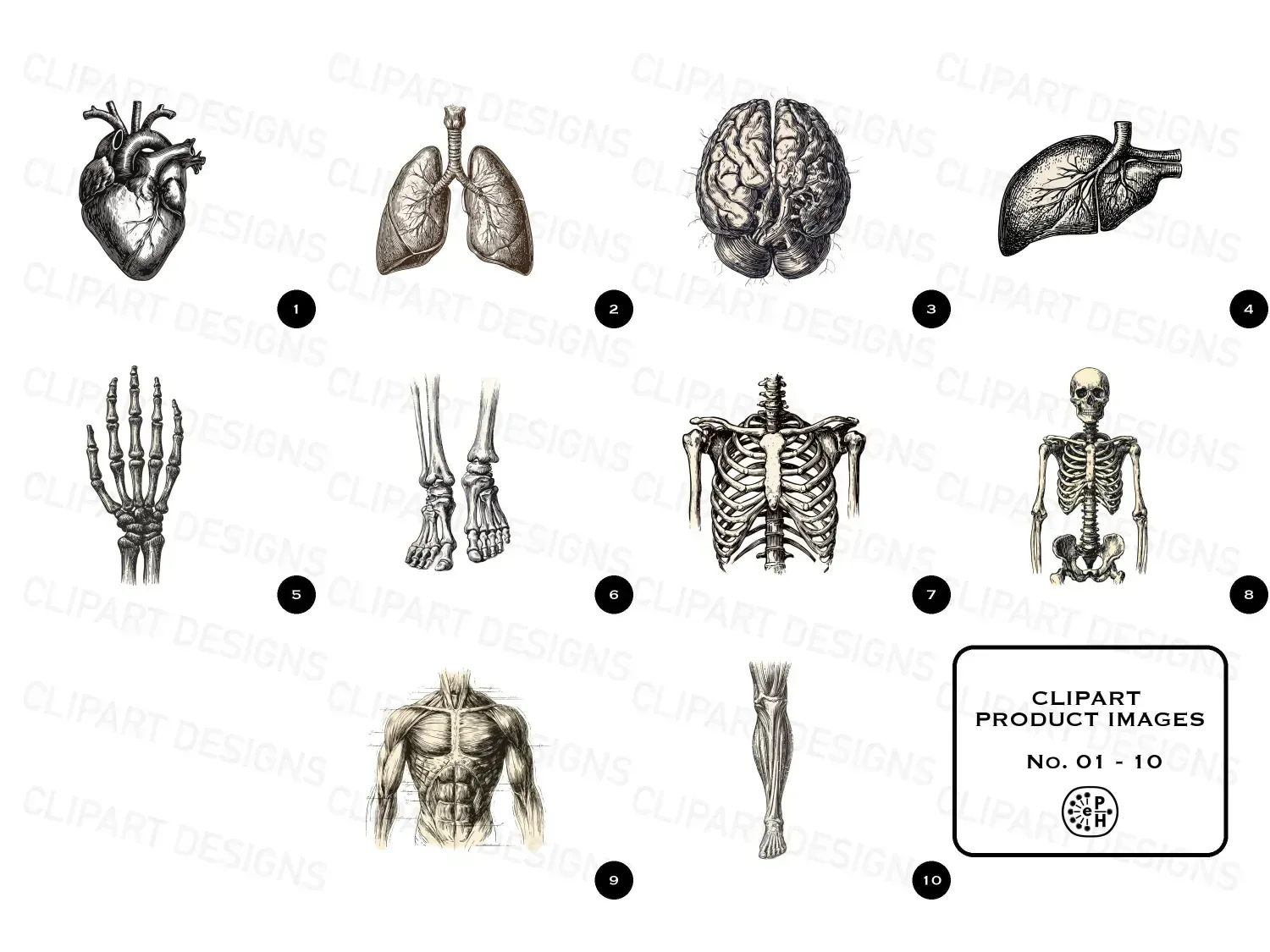 Discover 20 timeless vintage anatomy cliparts with delicate engravings. Perfect for unique art, invites, or educational gems! Explore now!