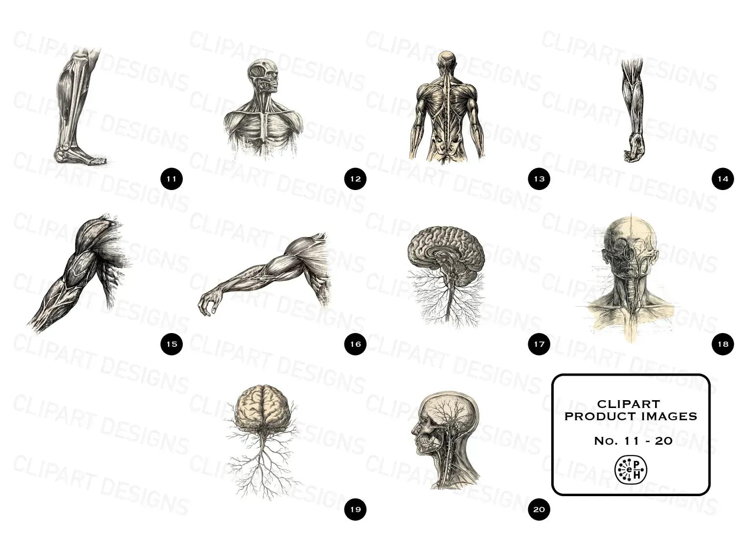 Discover 20 timeless vintage anatomy cliparts with delicate engravings. Perfect for unique art, invites, or educational gems! Explore now!