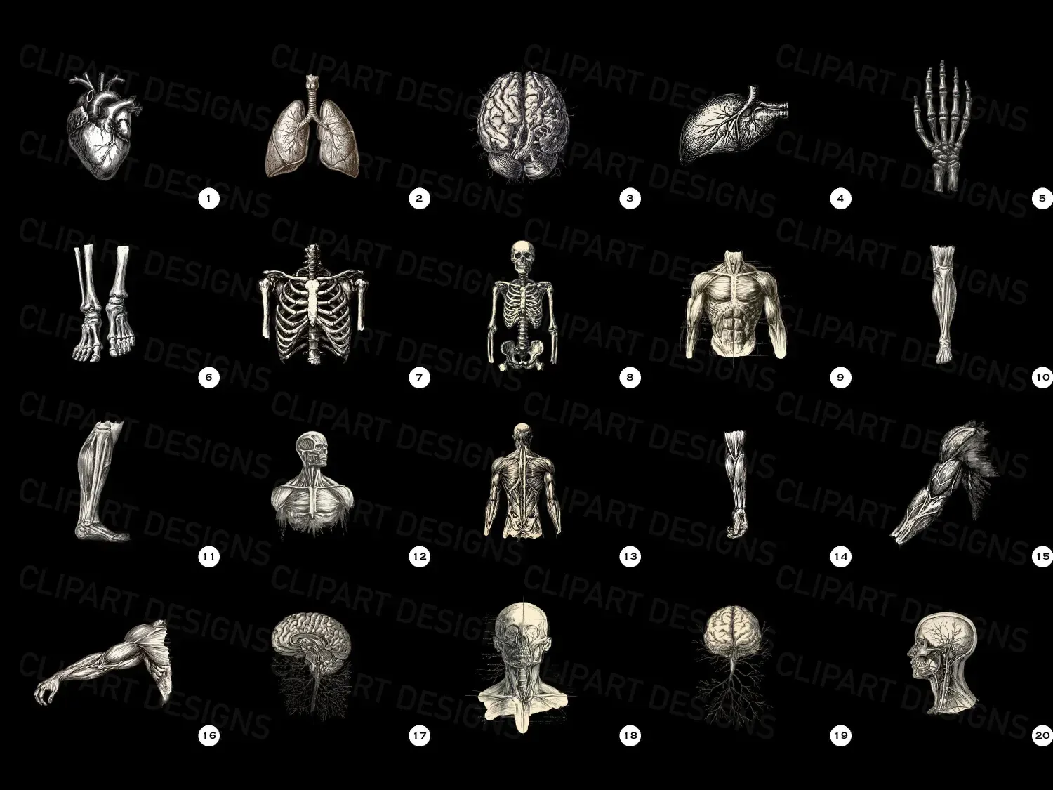 Discover 20 timeless vintage anatomy cliparts with delicate engravings. Perfect for unique art, invites, or educational gems! Explore now!