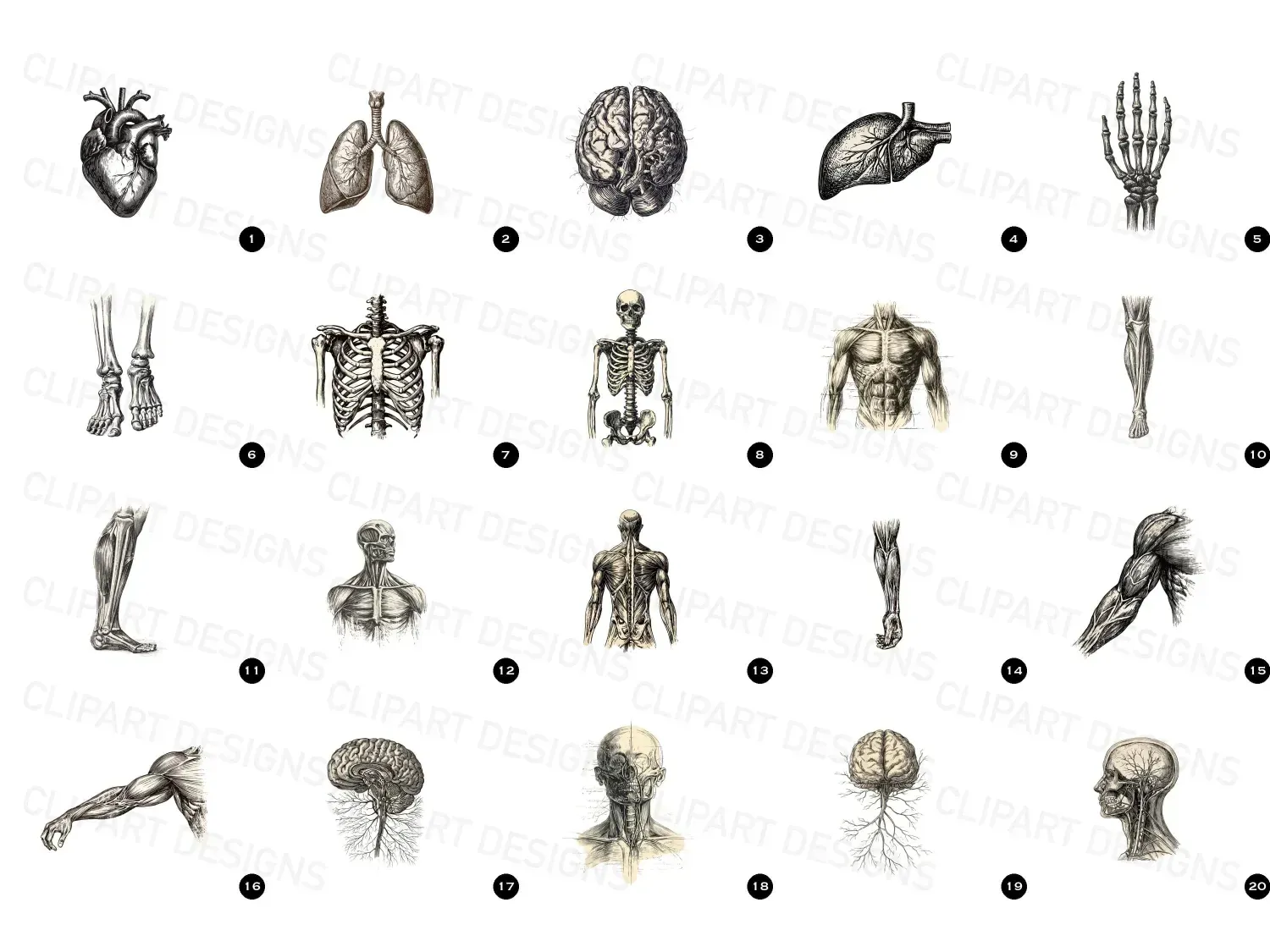 Discover 20 timeless vintage anatomy cliparts with delicate engravings. Perfect for unique art, invites, or educational gems! Explore now!