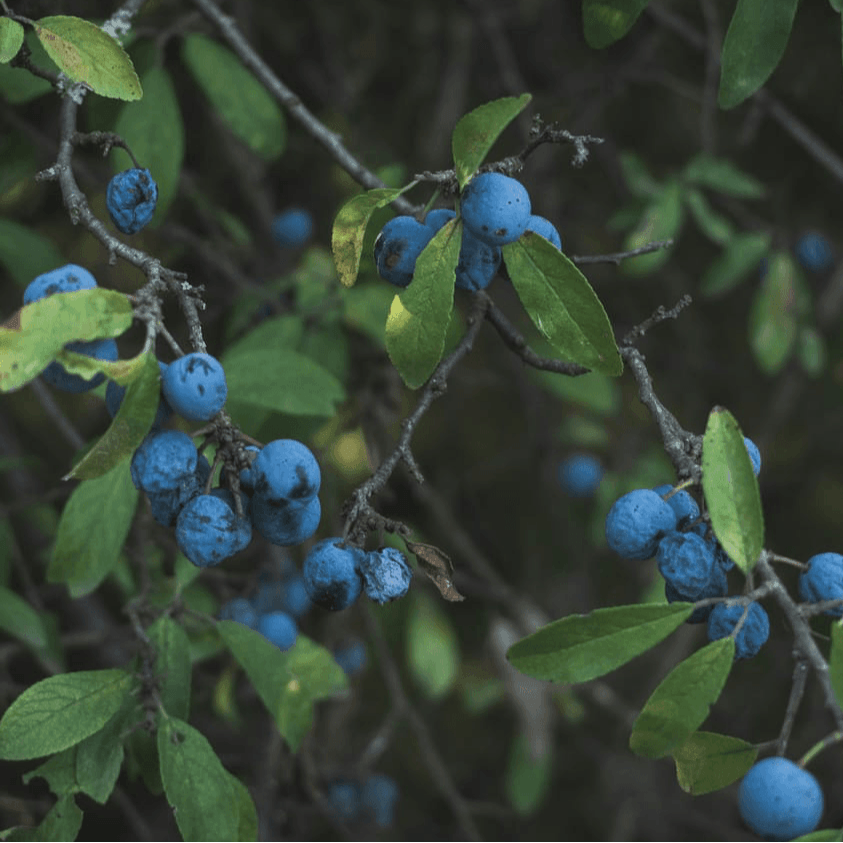 Mit der Kraft der Schlehe durch den Winter