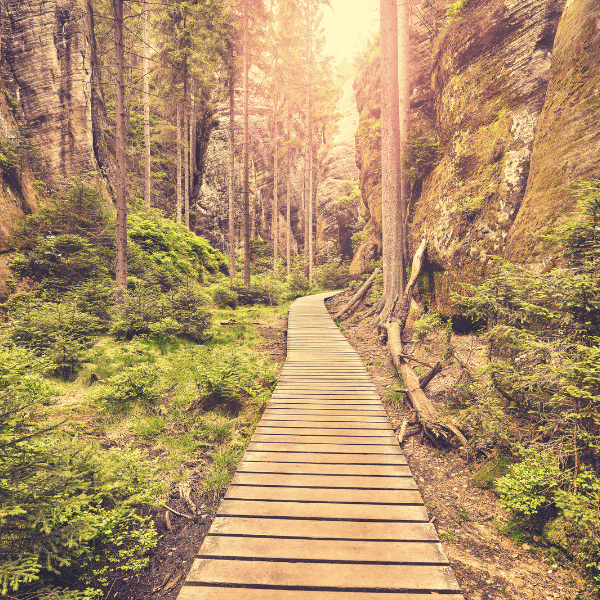 Camino claro en el bosque que simboliza un proceso terapéutico preciso y directo al origen emocional
