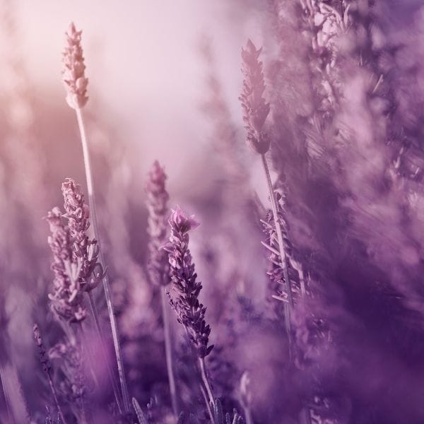 Mujer caminando hacia el mar al atardecer representando calma y regulación emocional