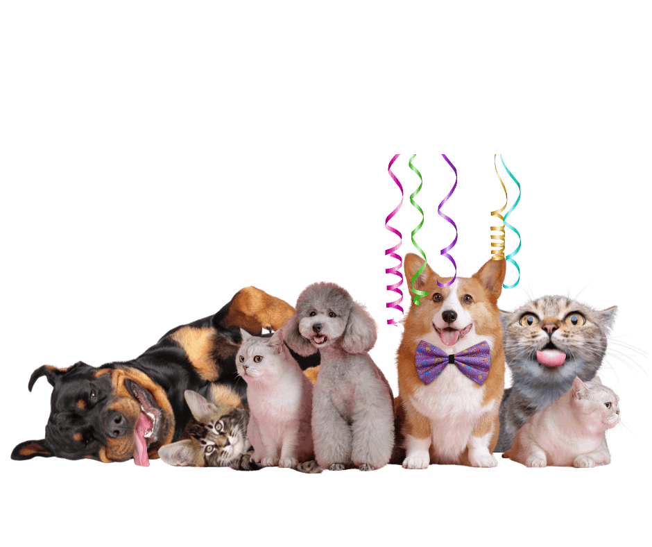 Assurance santé pour animaux de compagnie