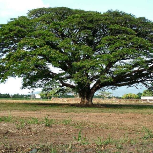 Pithecellobium Saman