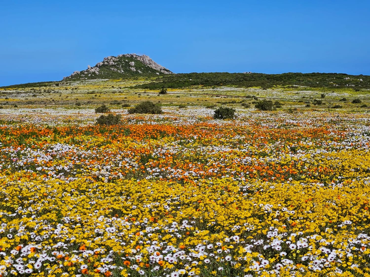 Photo of the winter flowers in the Western Cape, South Africa.