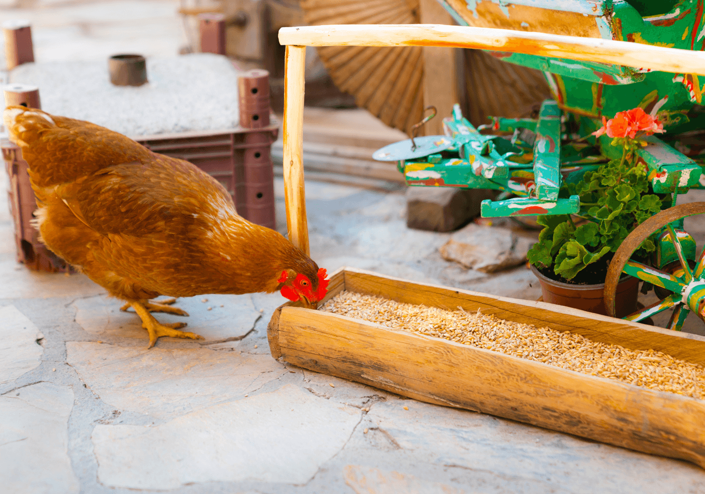 The Cheapest Way to Start a Chicken Flock