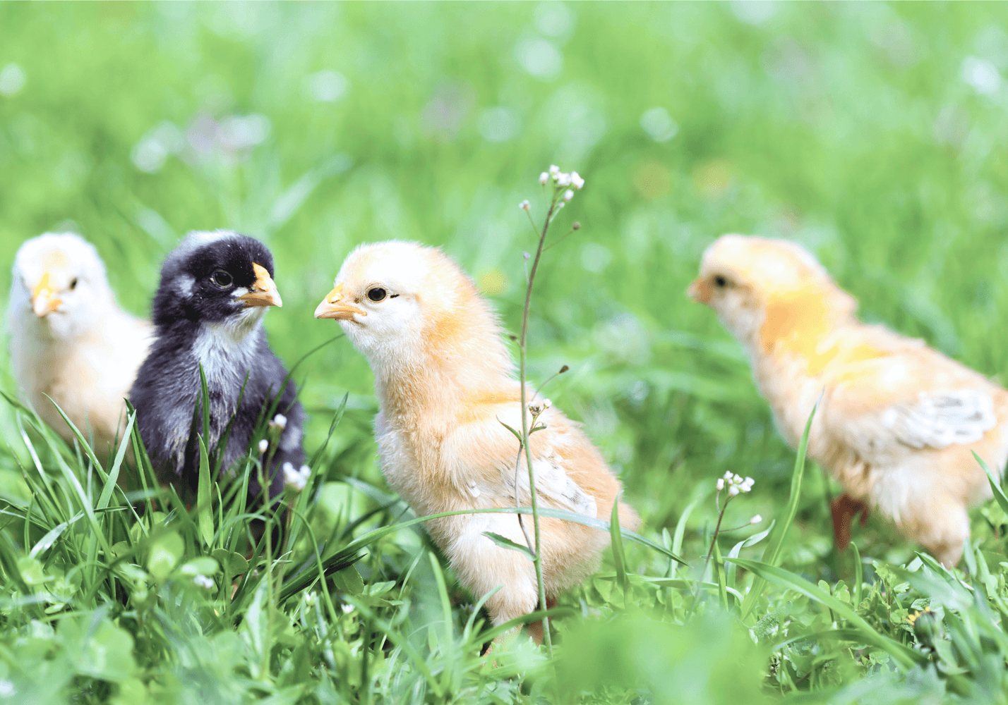 Where to Buy Baby Chicks