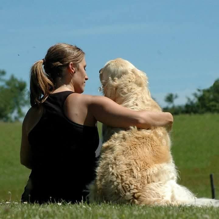 Consultation ostéopathique chien