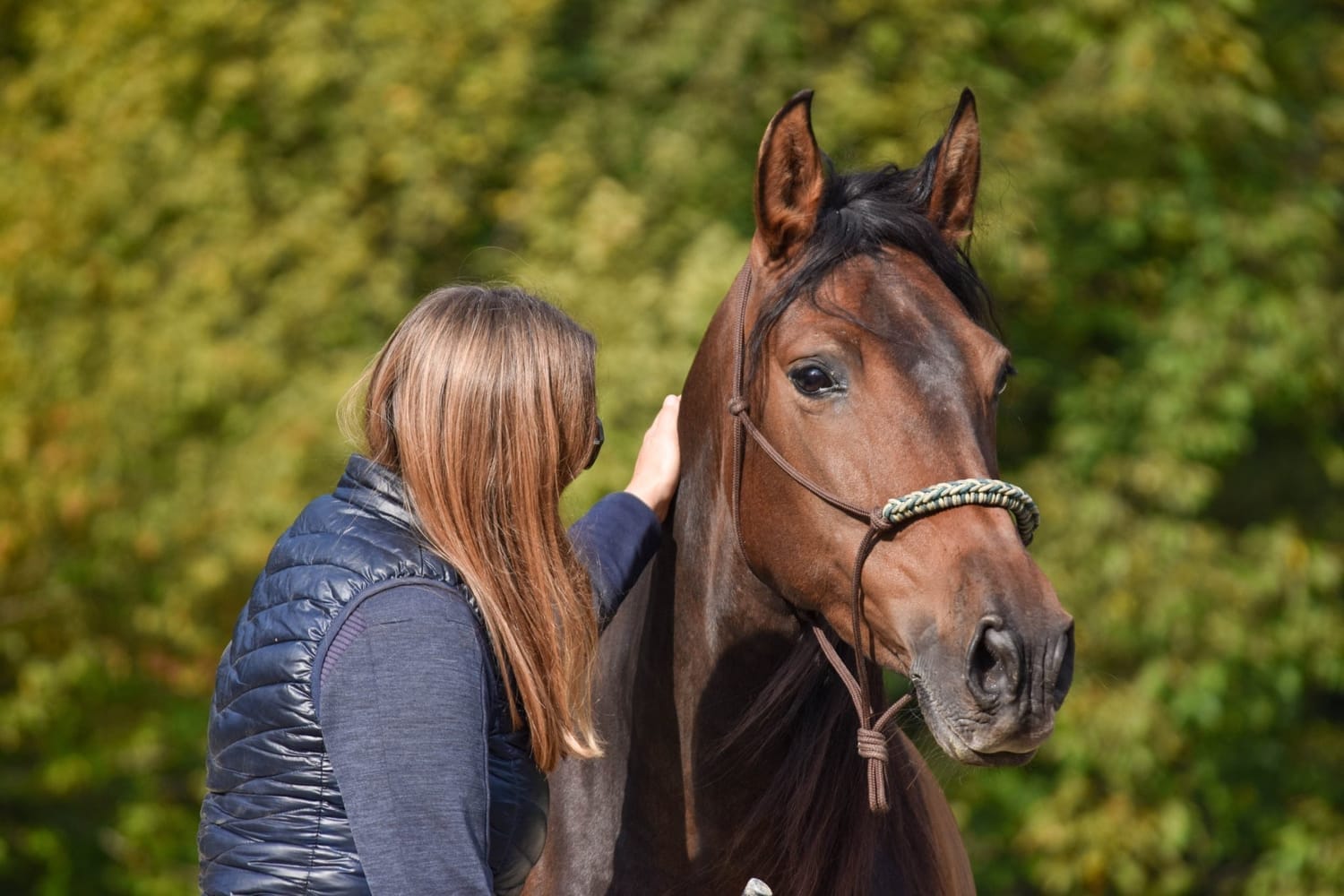 Consultation ostéopathique cheval