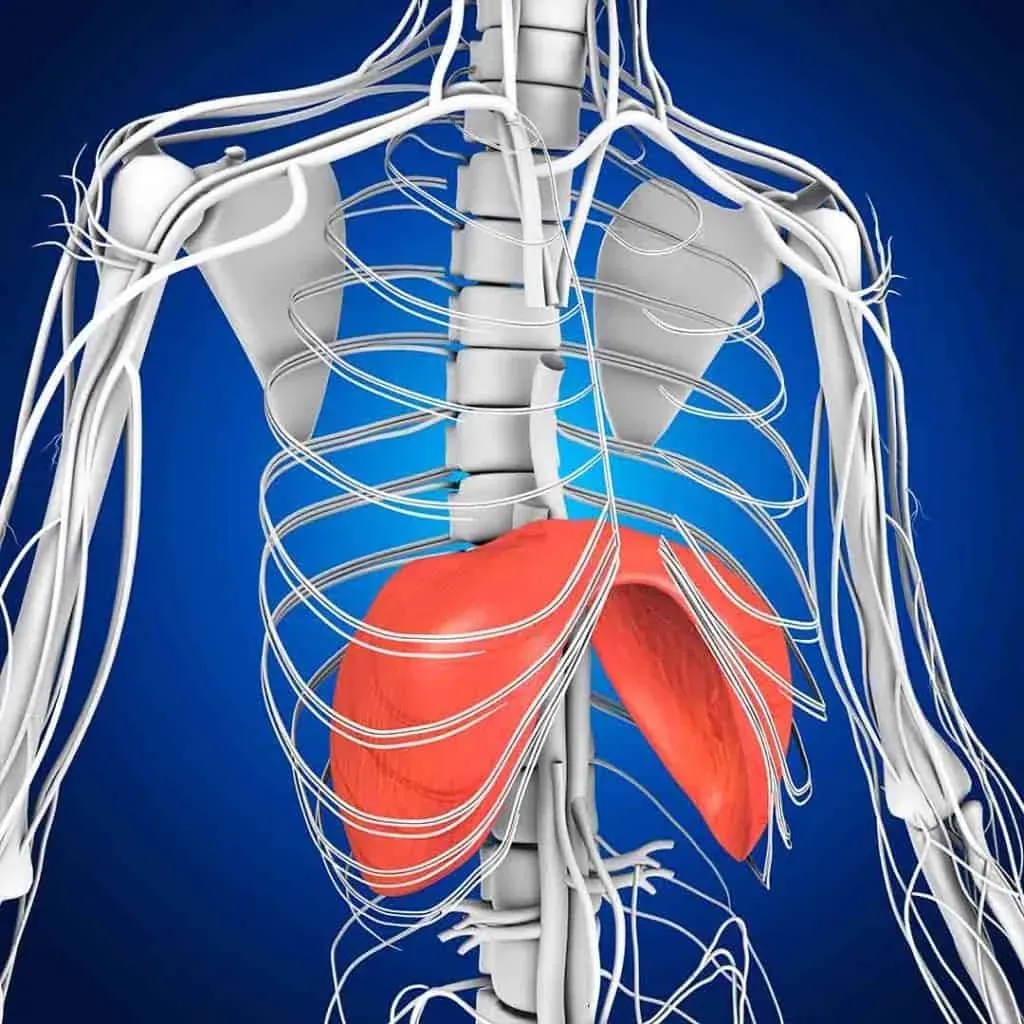 Diaphragm image