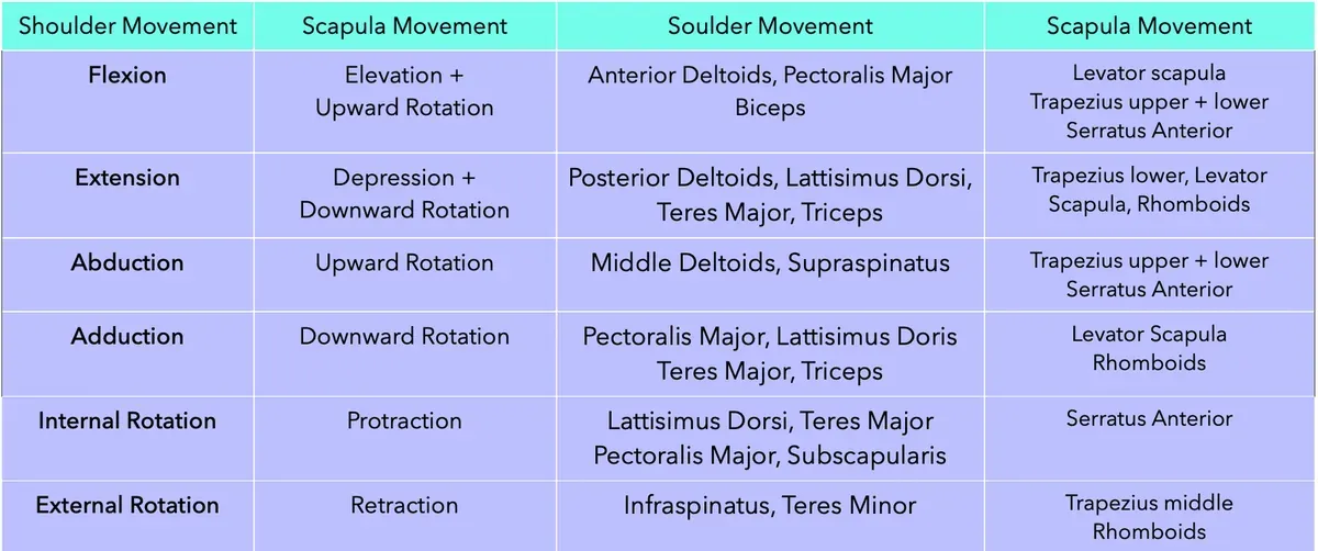 Shoulder + scapula movement for handstand