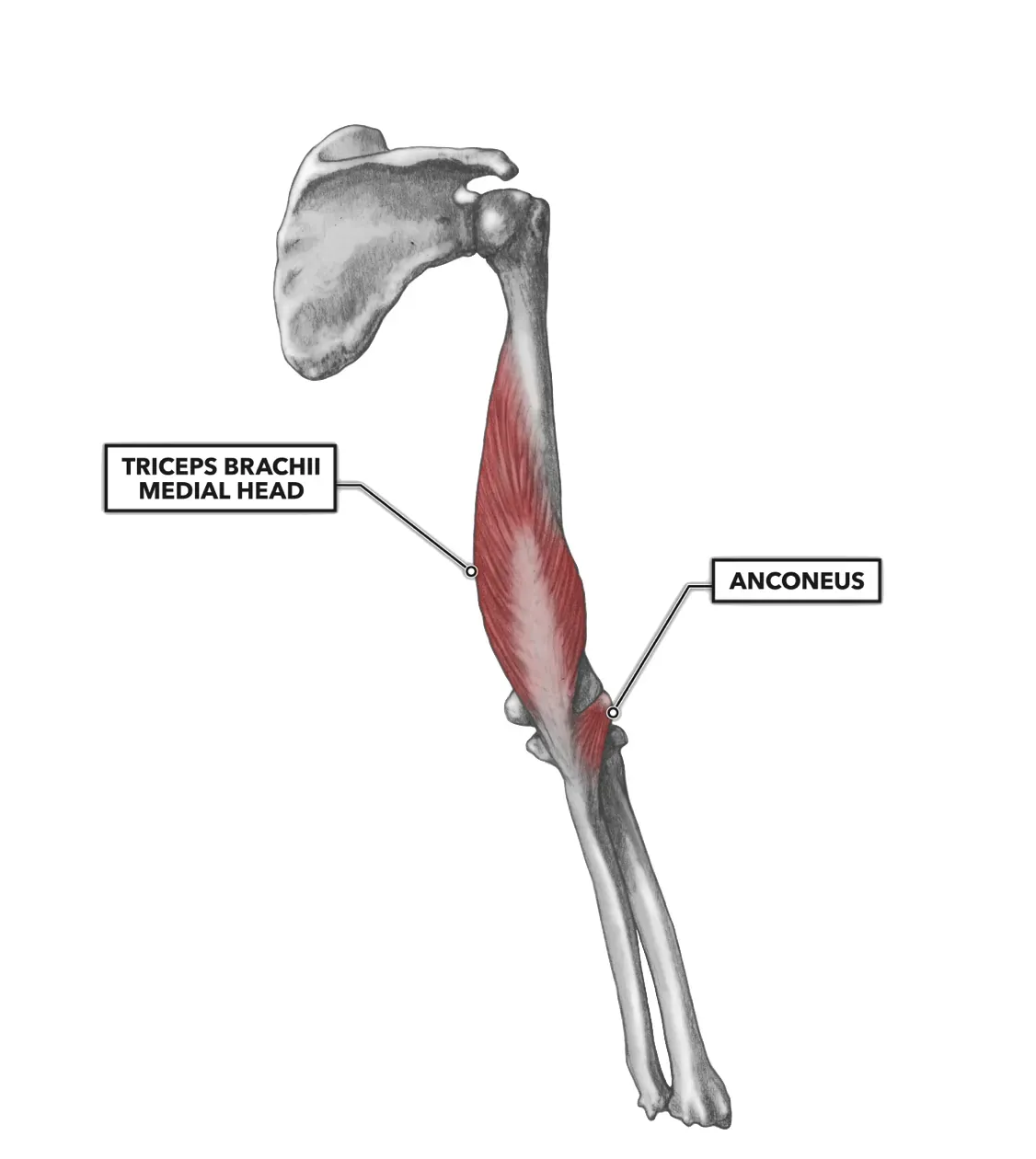 wrist extension