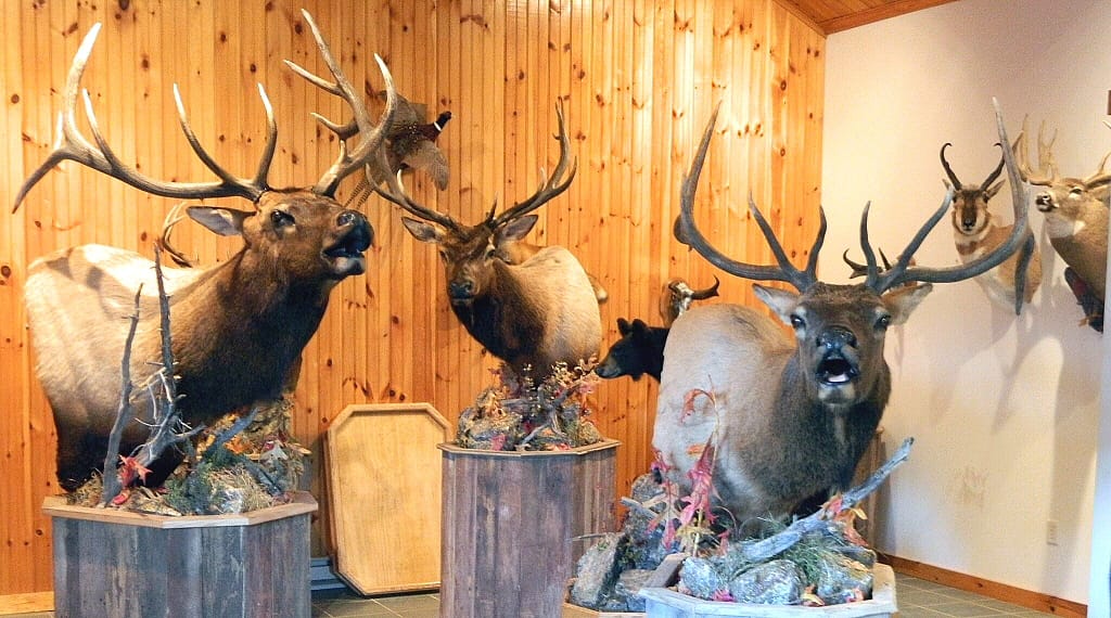 Taxidermy Marketplace