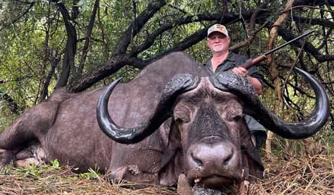 African buffalo hunting opportunity