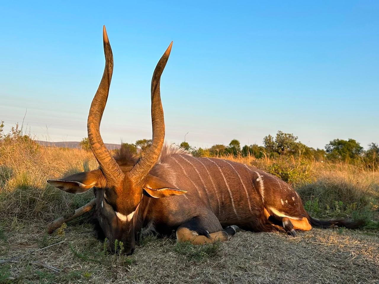 Nyala — JVZ Safaris