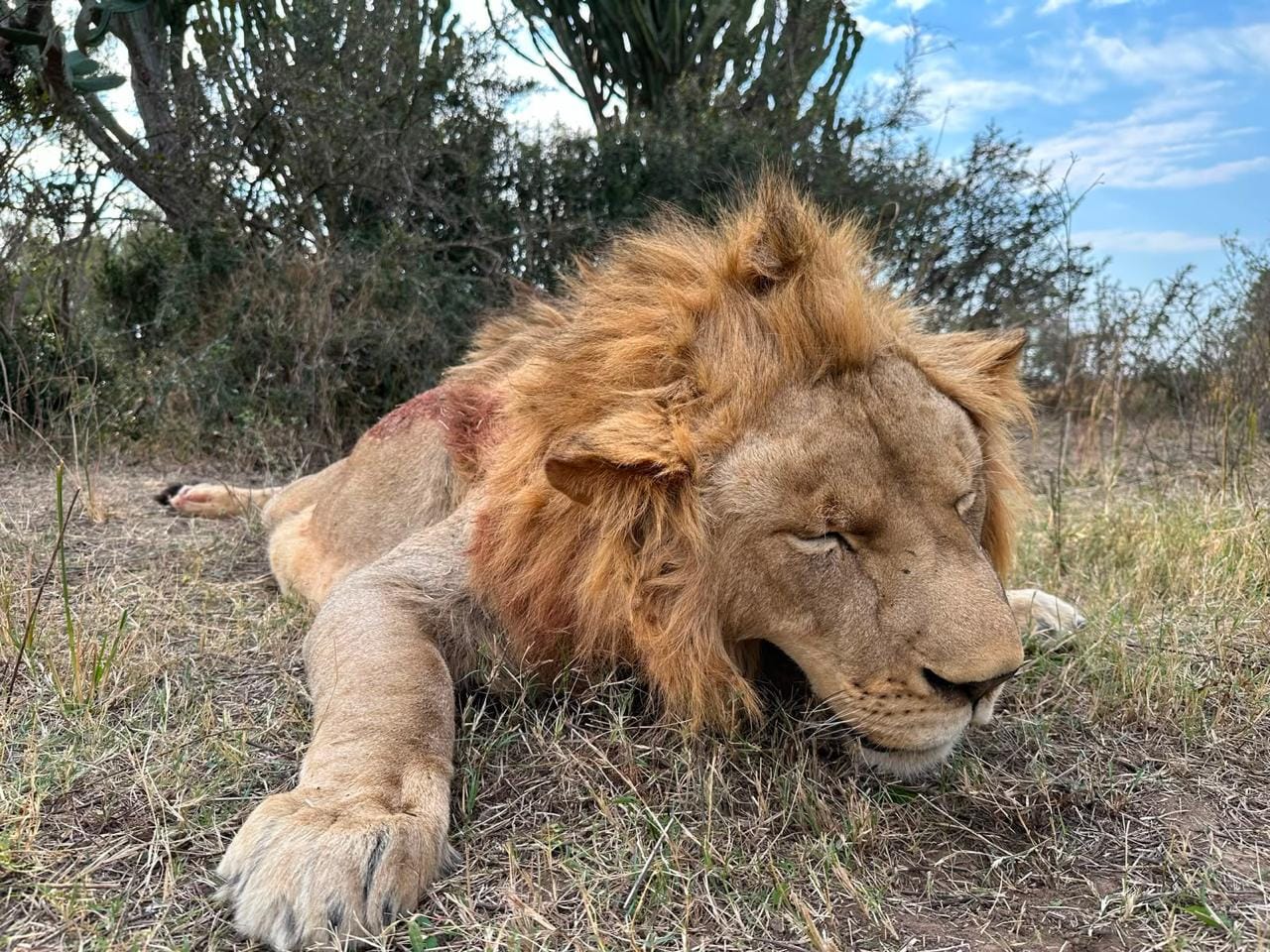 Lion — JVZ Safaris