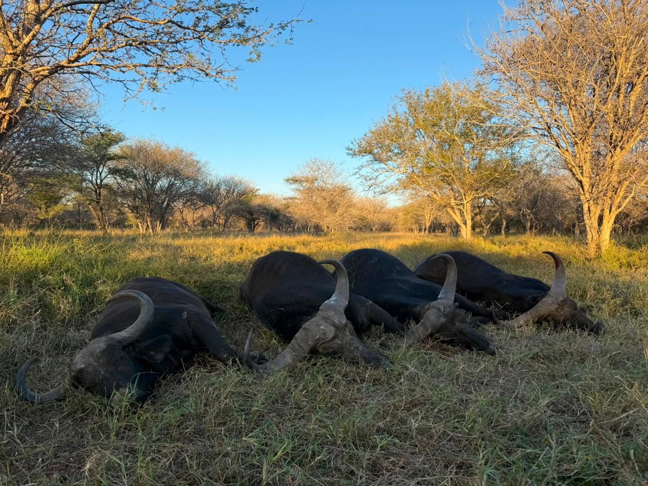 Buffalo — JVZ Safaris