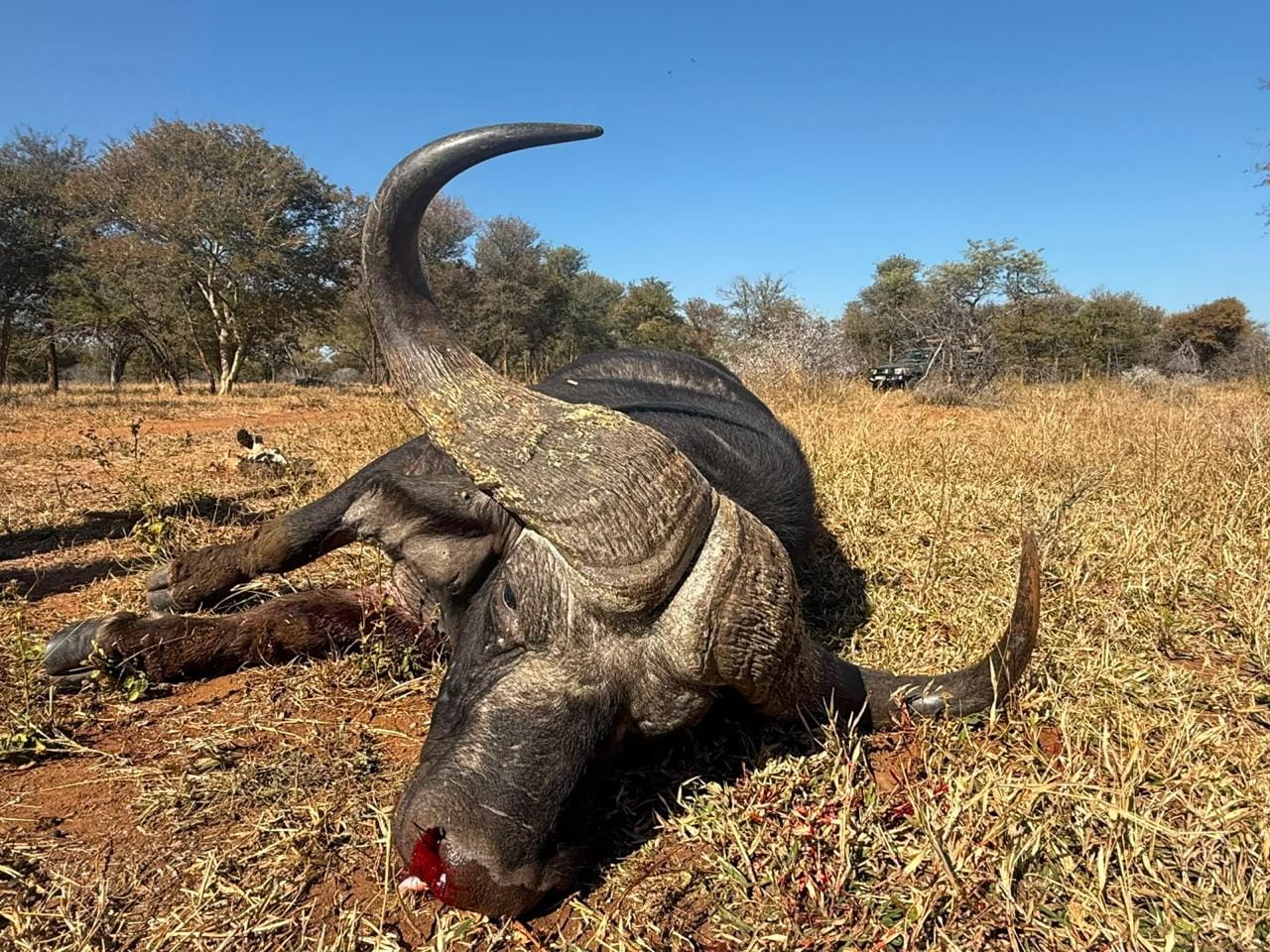 Buffalo — JVZ Safaris