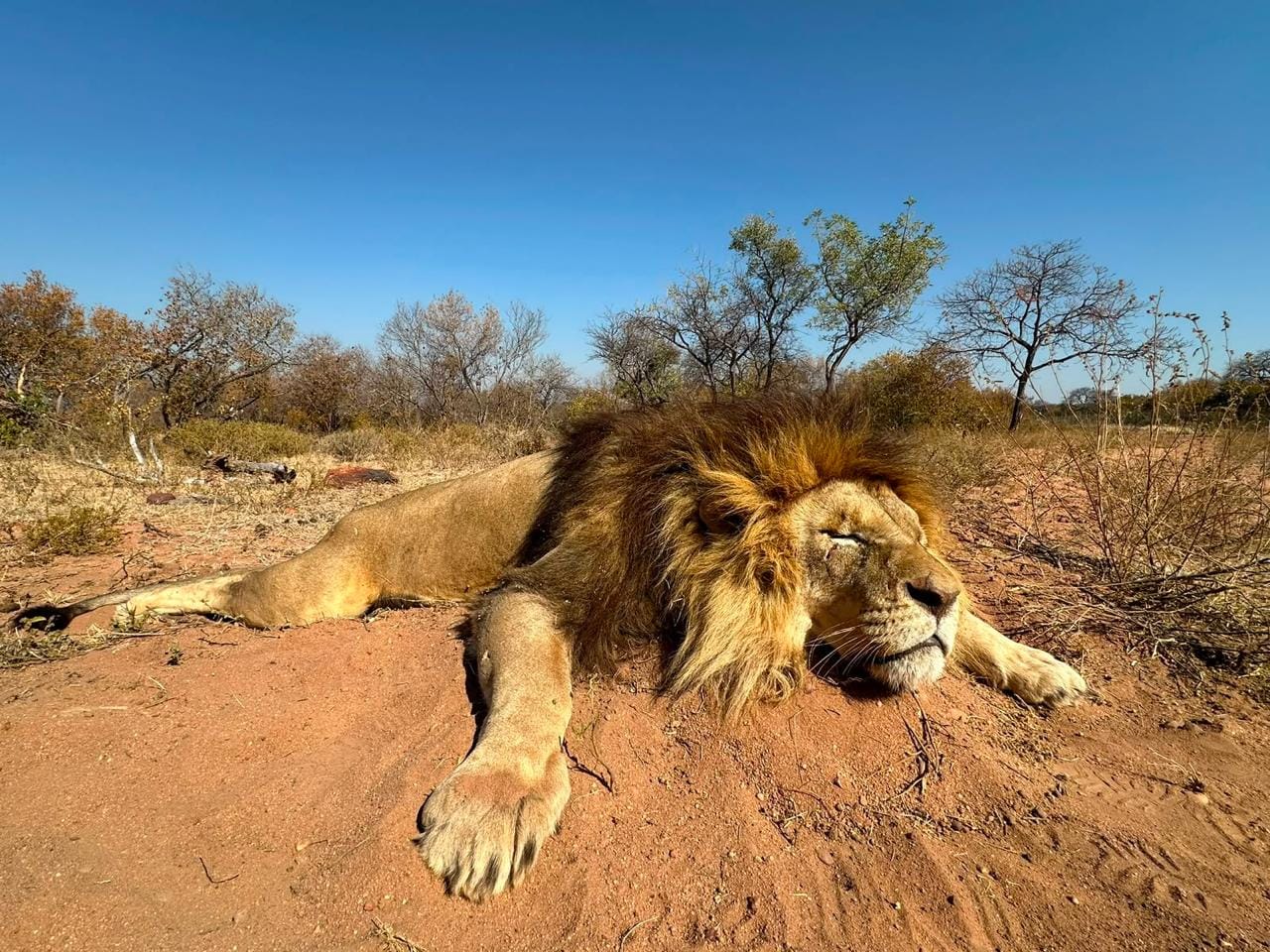 Lion — JVZ Safaris