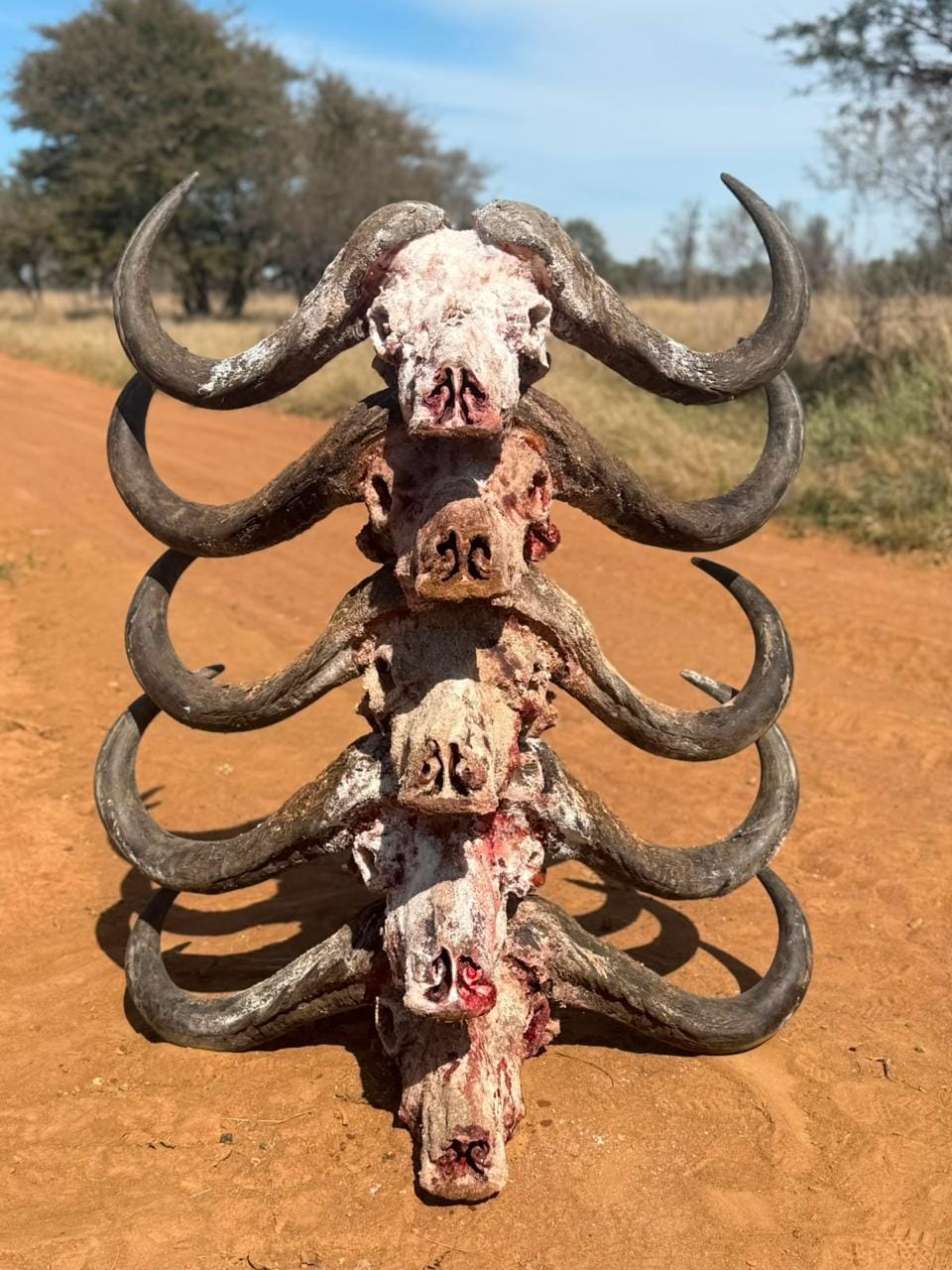 Buffalo — JVZ Safaris