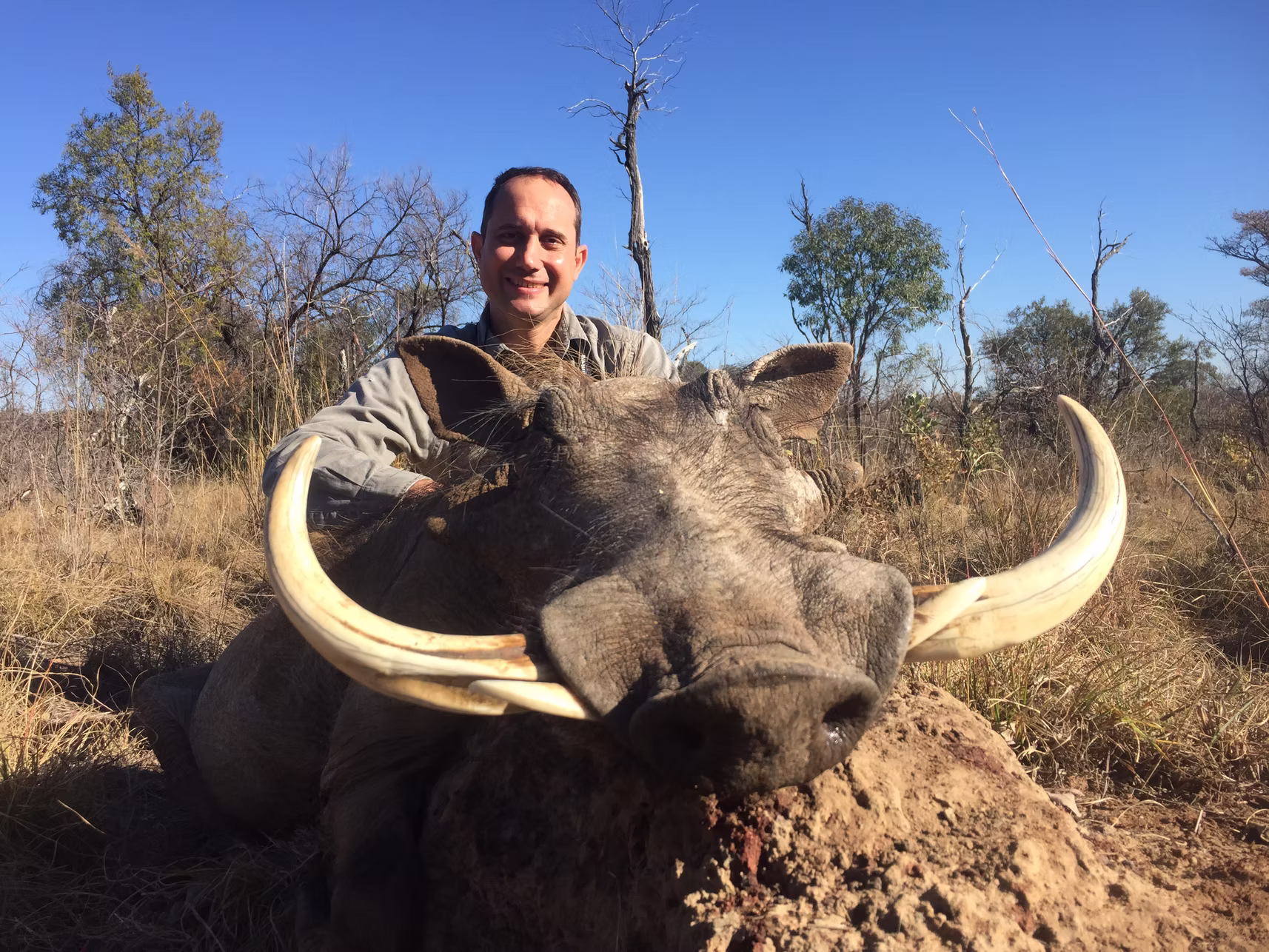 Warthog — JVZ Safaris