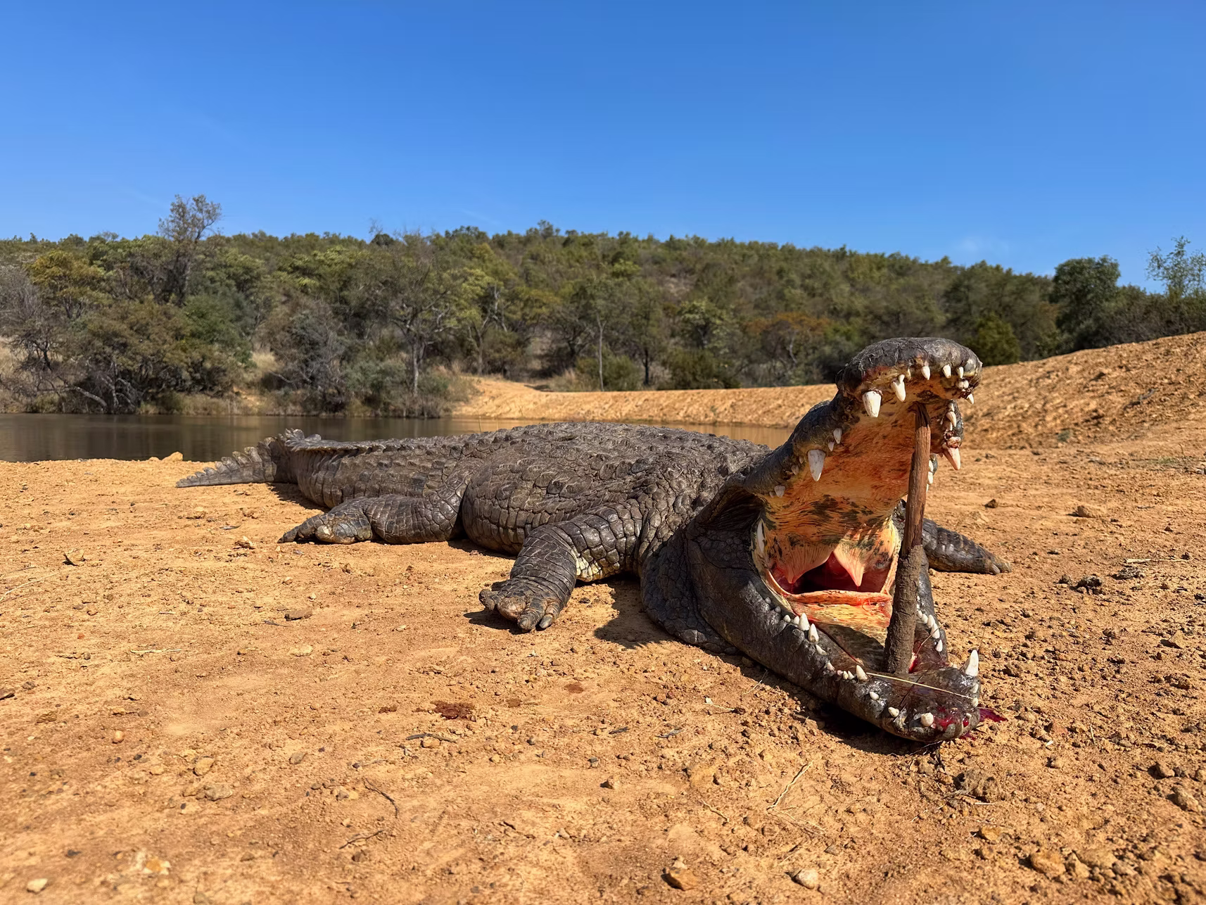 Crocodile — JVZ Safaris