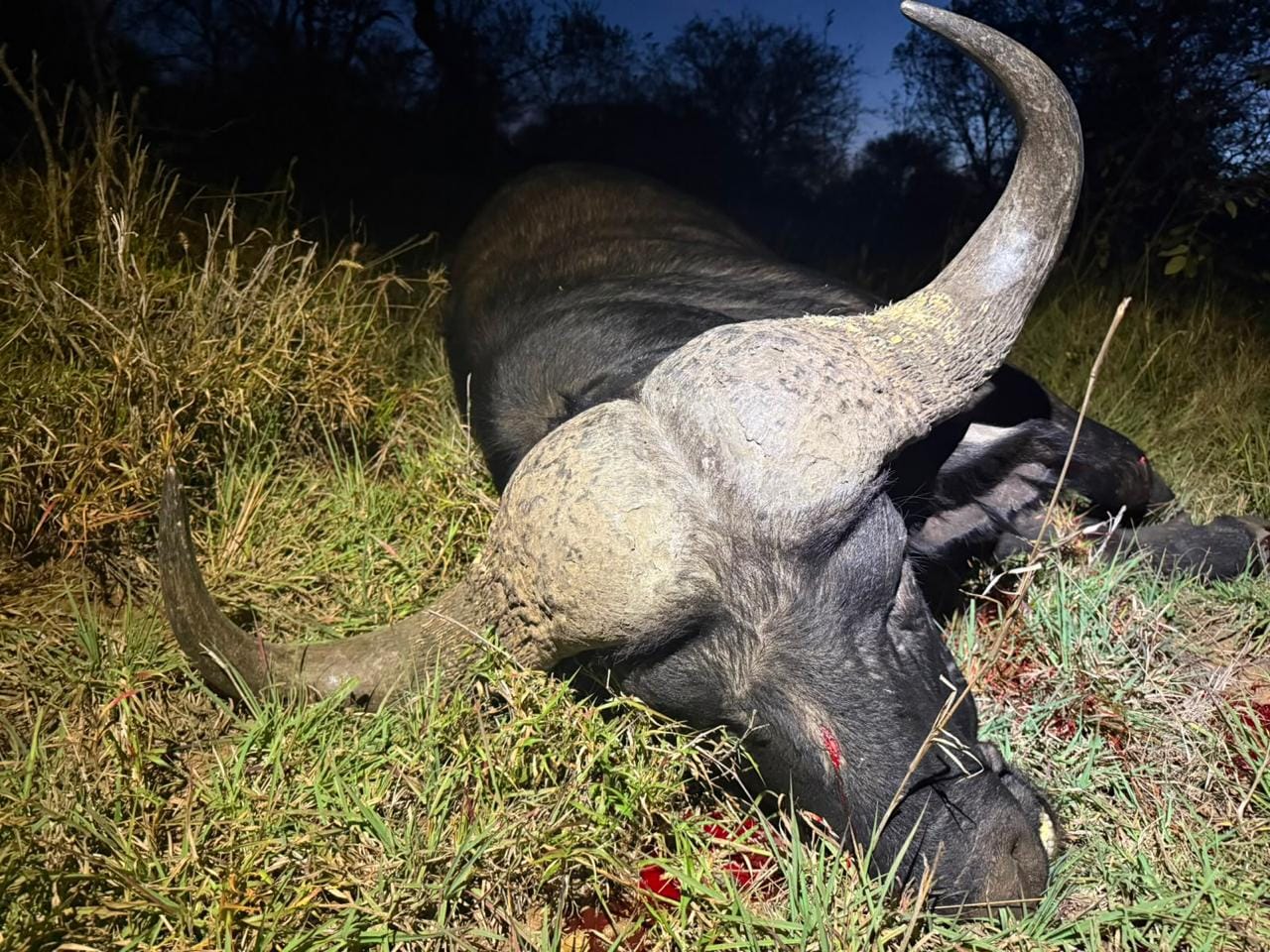JVZ Hunting Gallery — JVZ Safaris