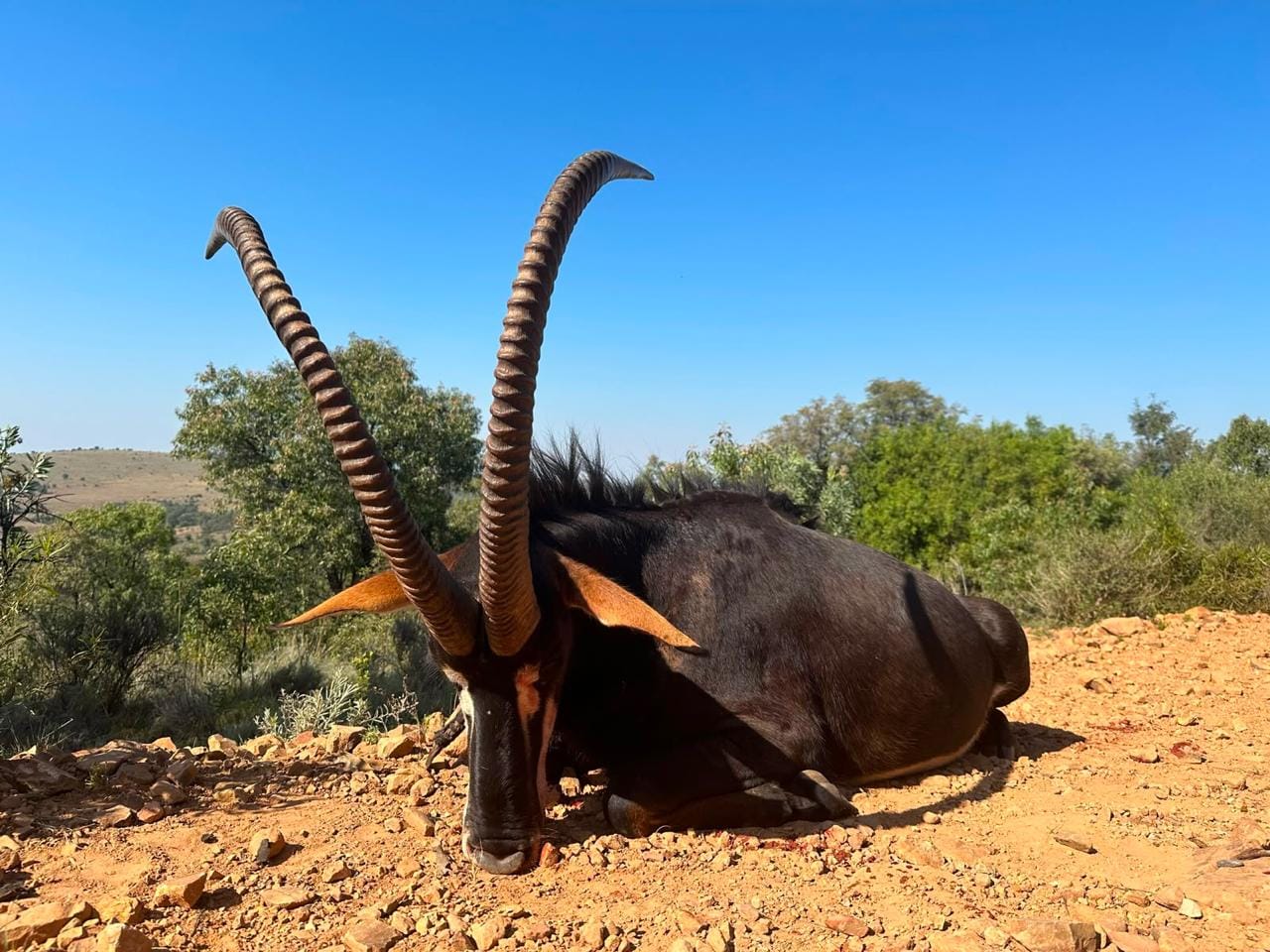 JVZ Hunting Gallery — JVZ Safaris