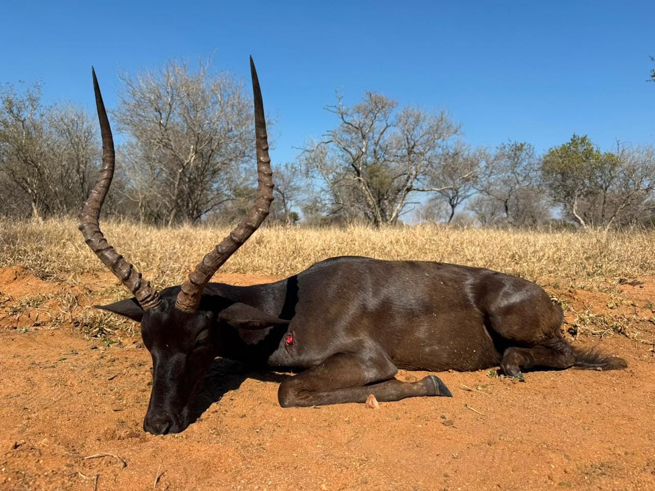 Black Impala — JVZ Safaris