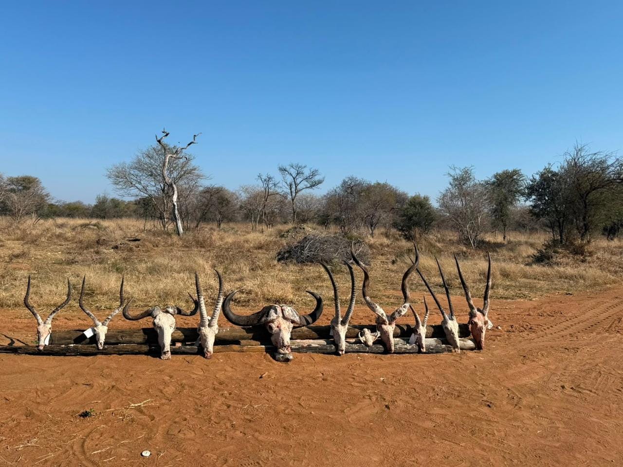 JVZ Hunting Gallery — JVZ Safaris