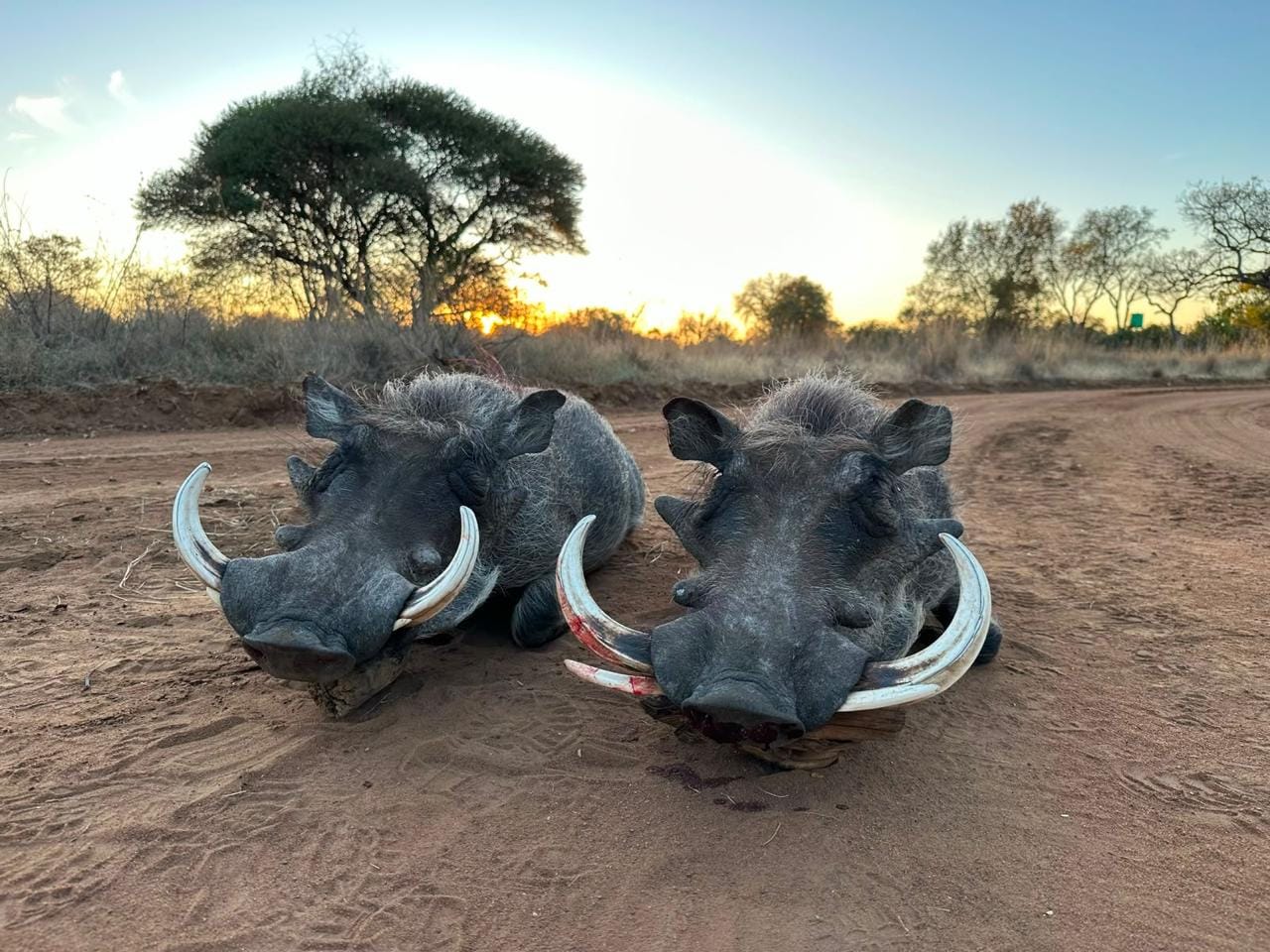 Warthog — JVZ Safaris