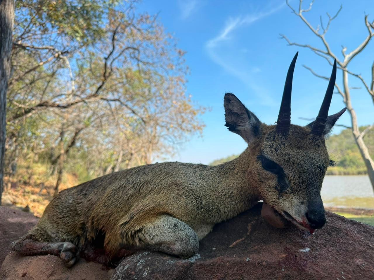 JVZ Hunting Gallery — JVZ Safaris