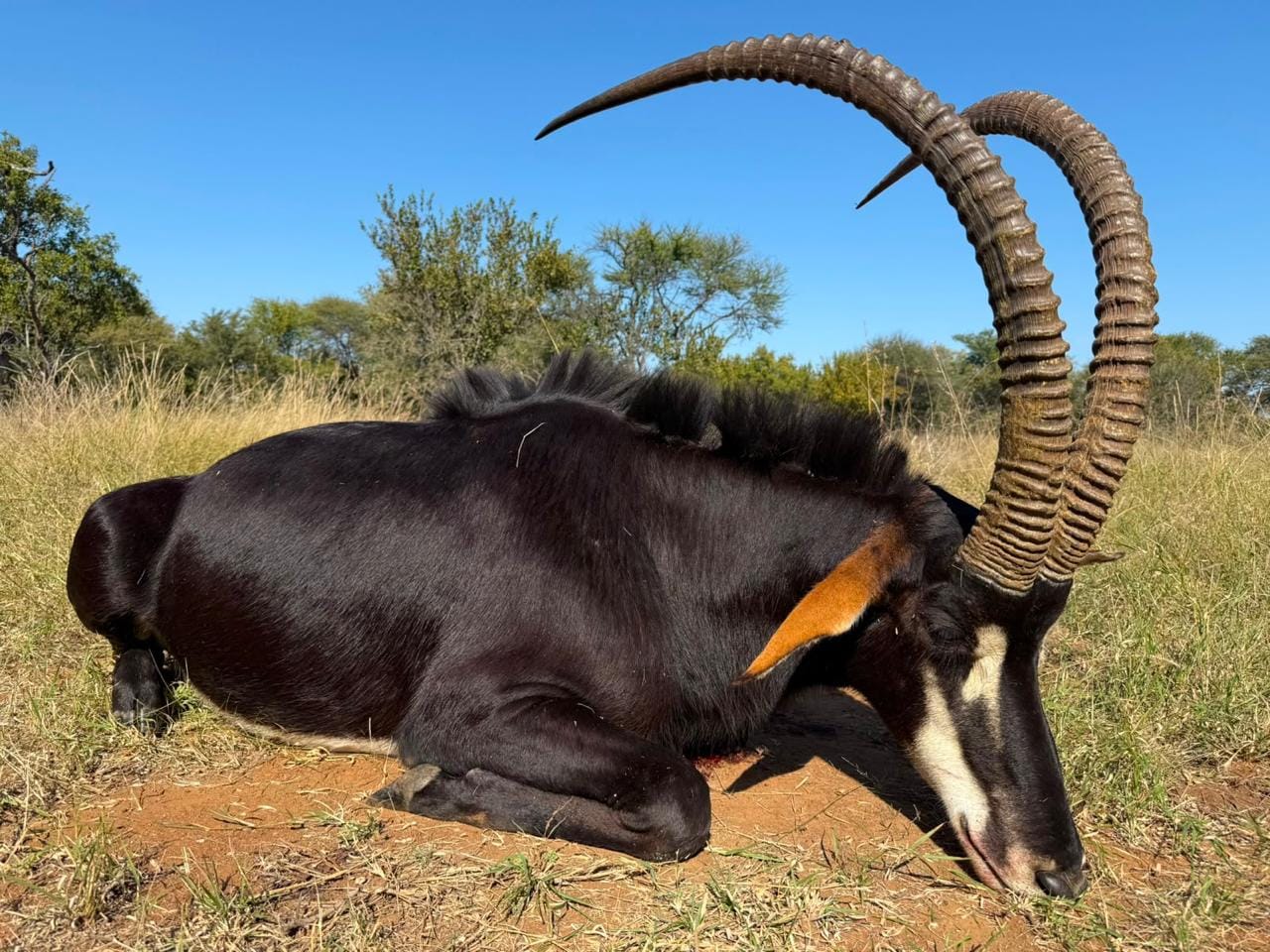 JVZ Hunting Gallery — JVZ Safaris