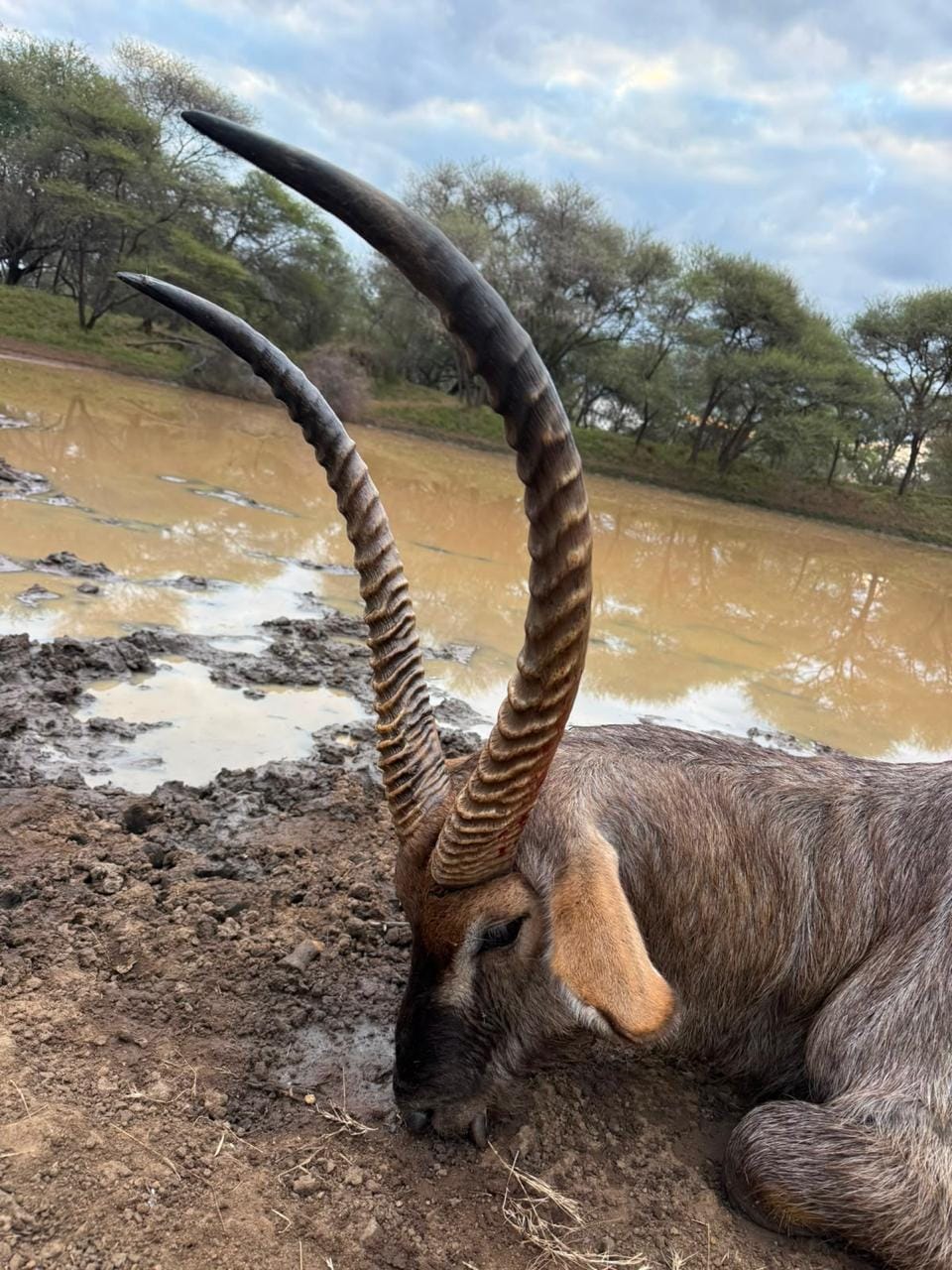 Waterbuck — JVZ Safaris