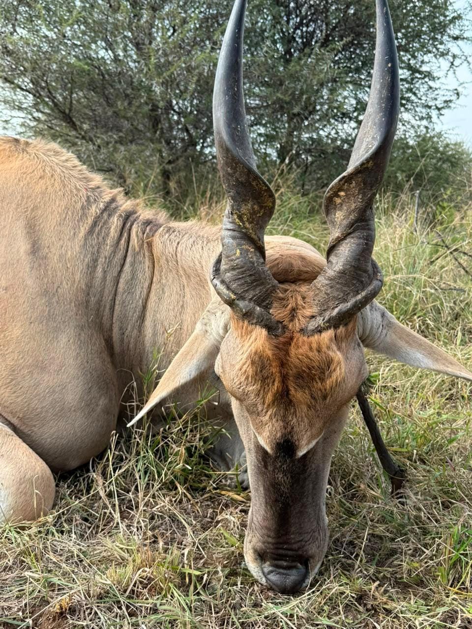 Eland — JVZ Safaris