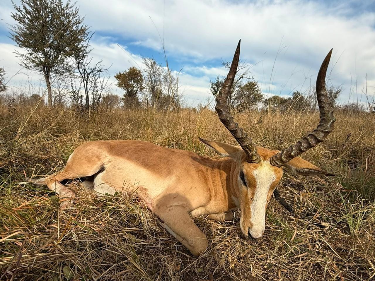 Impala — JVZ Safaris