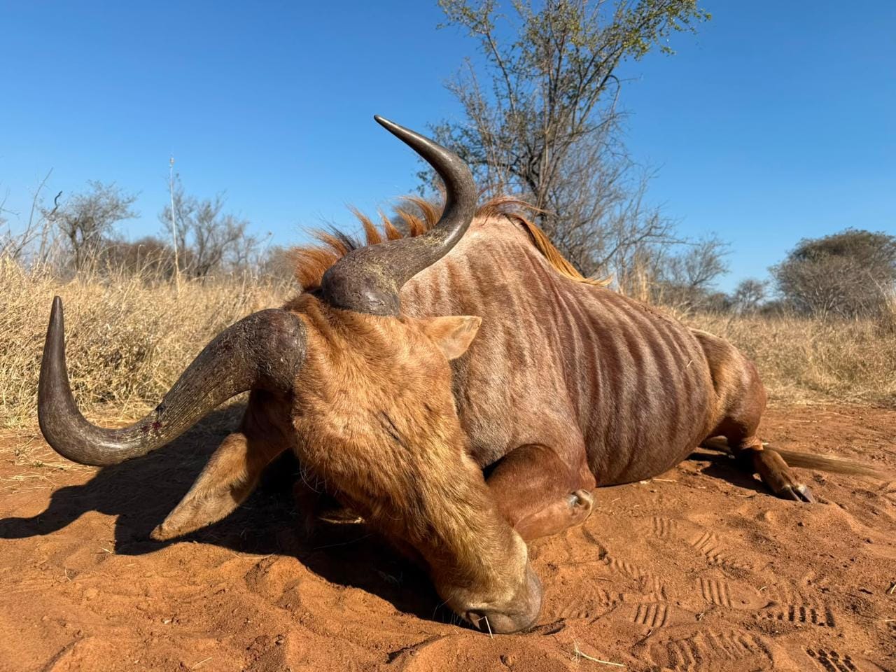 Golden Wildebeest — JVZ Safaris