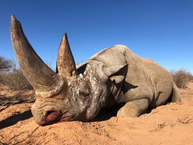 White Rhino