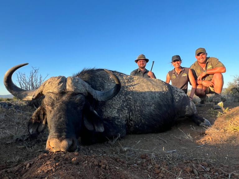 Cape Buffalo · Under 40″