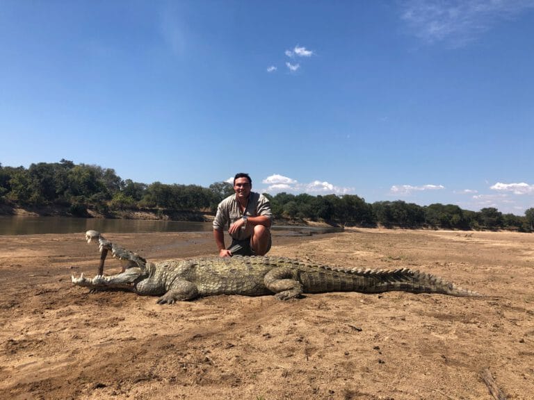 Crocodile